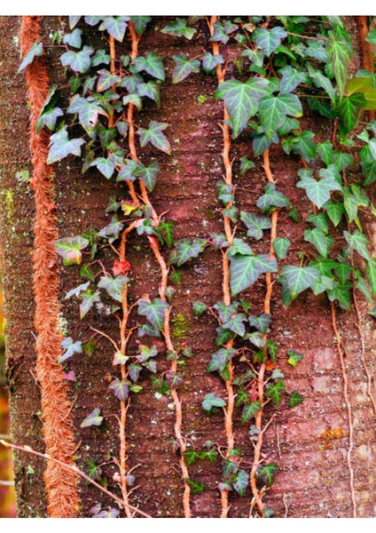 Videolu Sarmaşık Bitki Seti (60 100 Cm)4 Adet Tüplü Yasemin Amerikan Sarmaşık Yeşil- Alacalı Hedera indirimleri