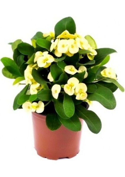 Videolu Sarı-Yellow Euphorbia Milii Dikenler Tacı Çiçekli Sarı Kaktüs 1.kalite Özel Ürün