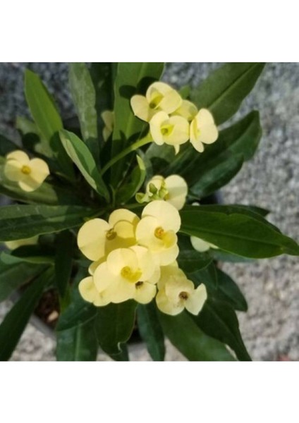 Videolu Sarı-Yellow Euphorbia Milii Dikenler Tacı Çiçekli Sarı Kaktüs 1.kalite Özel Ürün fiyatları