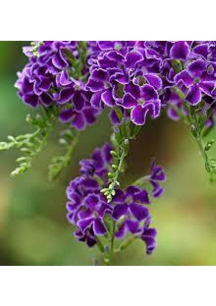 Tüplü Zarif Çiçekli Ağaç Menekşe Çiçeği Fidanı