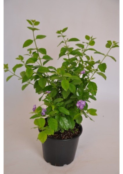 Tüplü Zarif Çiçekli Ağaç Menekşe Çiçeği Fidanı fiyatları