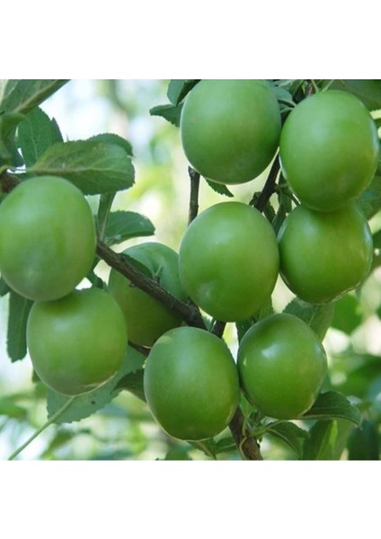 Papaz Eriği Fidanı (Tüplü)