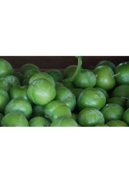 Papaz Eriği Fidanı (Tüplü) fiyatları