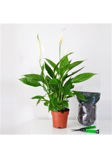 Barış Çiçeği Spathiphyllum Sokak Lambası Çiçeği Ev Bitkisi Ofis Bitkisi Salon Bitkisi fiyatları
