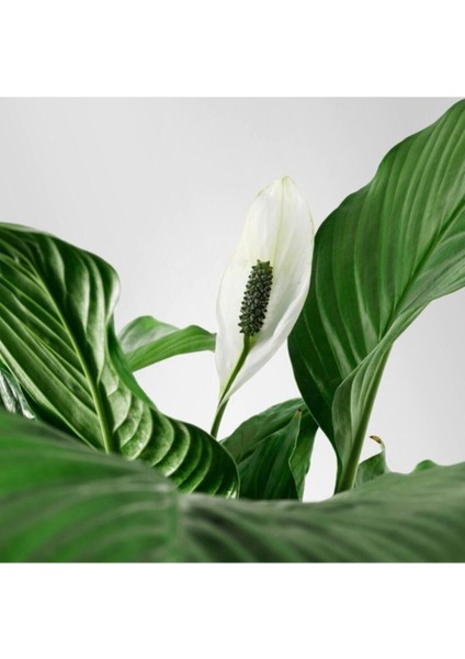 Barış Çiçeği Spathiphyllum Sokak Lambası Çiçeği Ev Bitkisi Ofis Bitkisi Salon Bitkisi modelleri
