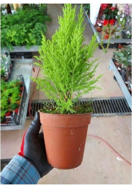 Videolu Canlı Kokulu Limoni Servi Çam Ağacı (35 45 Cm)1 Adet Saksılı Cupressus Macrocarpa fırsatları