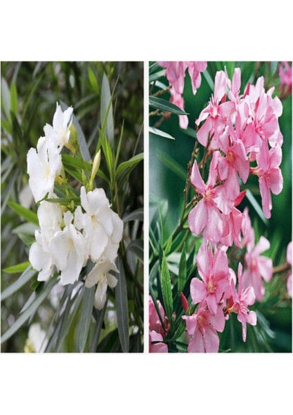 10'lu Zakkum Fidanı Paketi