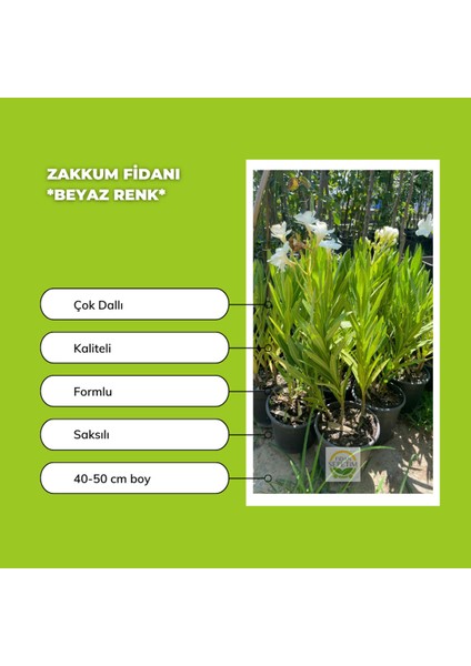 10'lu Zakkum Fidanı Paketi fiyatları