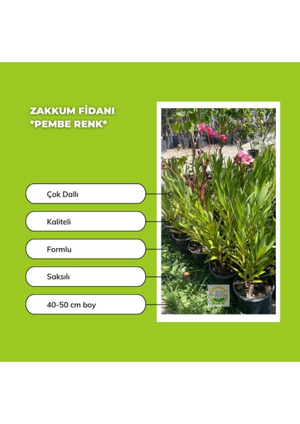 10'lu Zakkum Fidanı Paketi modelleri