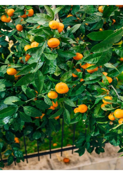 Videolu Tatlı ve Sulu Mandalina Fidanı (150 200 Cm)1 Adet Saksılı/tüplü Citrus Reticulata