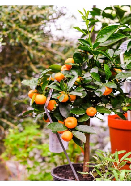 Videolu Tatlı ve Sulu Mandalina Fidanı (150 200 Cm)1 Adet Saksılı/tüplü Citrus Reticulata fiyatları