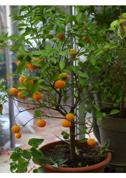 Videolu Tatlı ve Sulu Mandalina Fidanı (150 200 Cm)1 Adet Saksılı/tüplü Citrus Reticulata modelleri