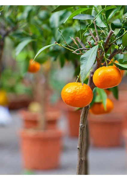Videolu Tatlı ve Sulu Mandalina Fidanı (150 200 Cm)1 Adet Saksılı/tüplü Citrus Reticulata fırsatları