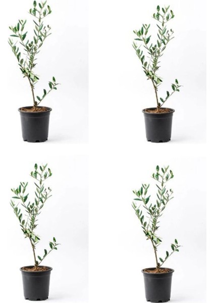 Videolu Zeytin Fidanı 4 Adet Saksılı/tüplü (50-70CM) 1. Kalite Çok Yıllık (Olive Sapling)