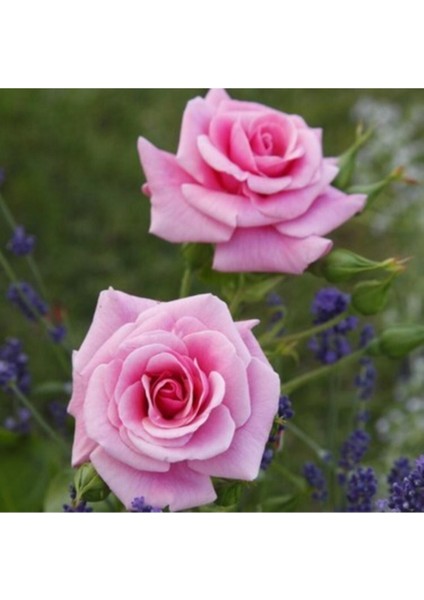 Videolu Pembe Yediveren Kokulu (40 70 Cm) 2 Adet Saksılı Aşılı Gül Gül Pink Rose