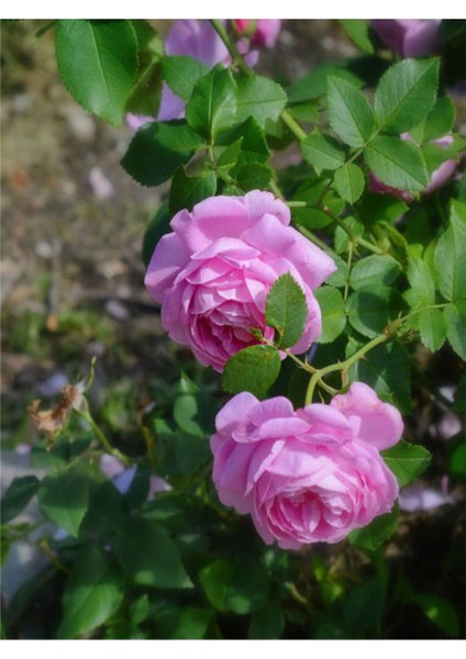 Videolu Pembe Yediveren Kokulu (40 70 Cm) 2 Adet Saksılı Aşılı Gül Gül Pink Rose modelleri