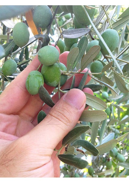Videolu Gemlik Zeytin (80 110 Cm) 1 Adet Saksılı/tüplü 1 Adet Gemlik Zeytin Fidesi Olive Sapling modelleri