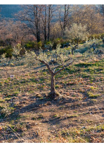 Videolu Gemlik Zeytin (80 110 Cm) 1 Adet Saksılı/tüplü 1 Adet Gemlik Zeytin Fidesi Olive Sapling fırsatları