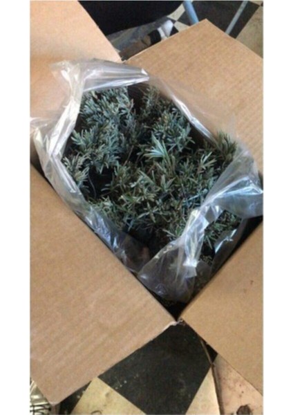 Köklenmiş Poşet Tüplü Lavanta Fidanı 1 Adet 15 - 25 cm Intermedia fırsatları