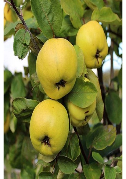 Eşme Aromatik Ayva Fidanı Aşılı Bol Verimli (Soğuğa Dayanıklı) 70- 90 cm