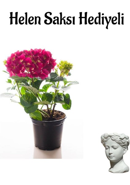 Fuşya Renkli Ortanca Çiçeği Sevgililer Gününe Özel Helen Saksı Hediyeli