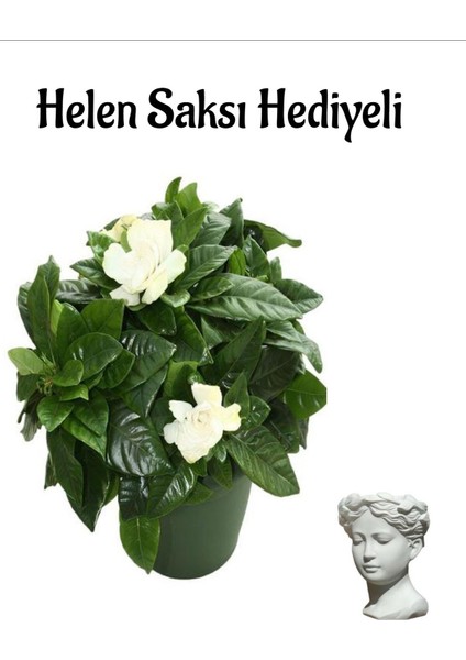 Yogun Kokulu Gardenya Çiçeği Sevgililer Gününe Özel Helen Saksı Hediyeli