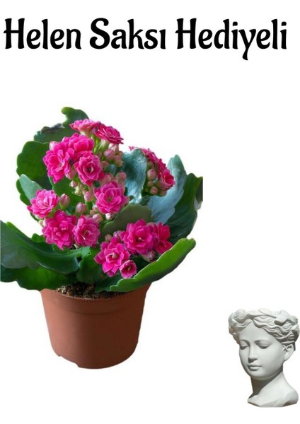 Hediyelik Kırmızı Renk Kalanşo(Kalanchoe) Çiçeği Sevgililer Gününe Özel Helen Saksı Hediyeli