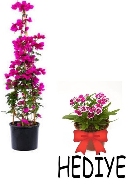 Videolu Sevgililer Gününe Özel Hüsnüyusuf Hediyeli Begonvil 30 40CM 1ADET Saksılı Bougainvillea