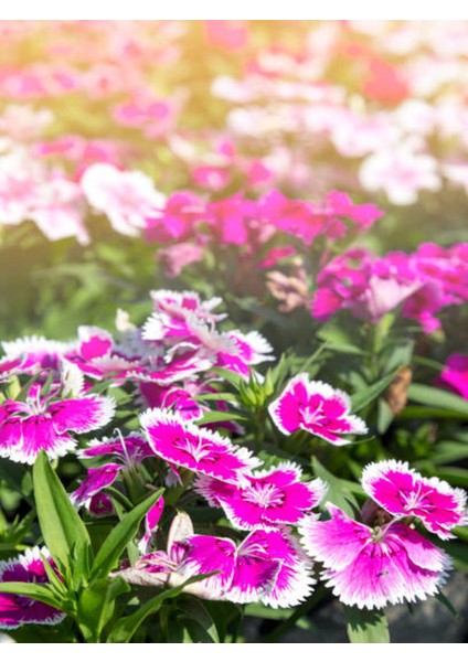 Videolu Sevgililer Gününe Özel Hüsnüyusuf Hediyeli Begonvil 30 40CM 1ADET Saksılı Bougainvillea fırsatları