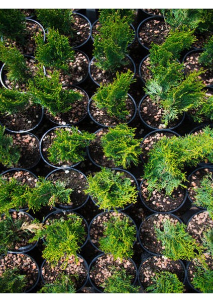 Videolu Leylandi Çamı Fidanı Çit Çamı (10 20 Cm)5 Adet Tüplü Dış Mekan Bitkisi Cupressus Leylandii fiyatları