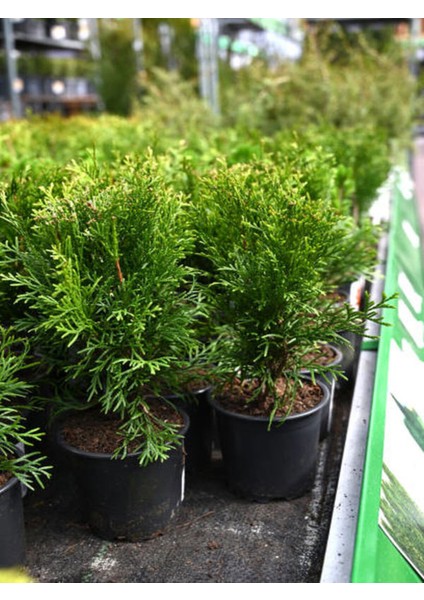 Videolu Leylandi Çamı Fidanı Çit Çamı (10 20 Cm)5 Adet Tüplü Dış Mekan Bitkisi Cupressus Leylandii modelleri