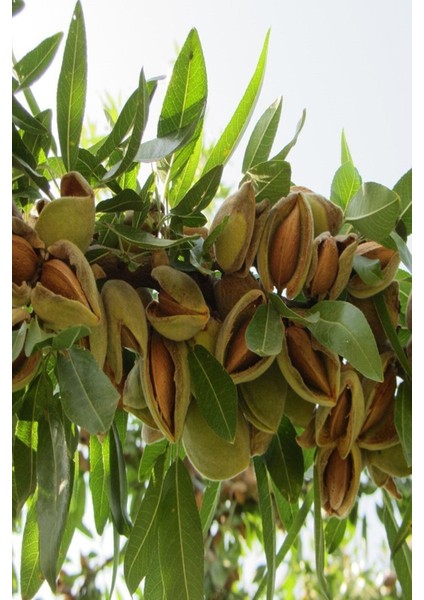 Teksas Badem Fidanı Aşılı Yüksek Verimli (Soğuğa Dayanıklı) 70- 90 cm