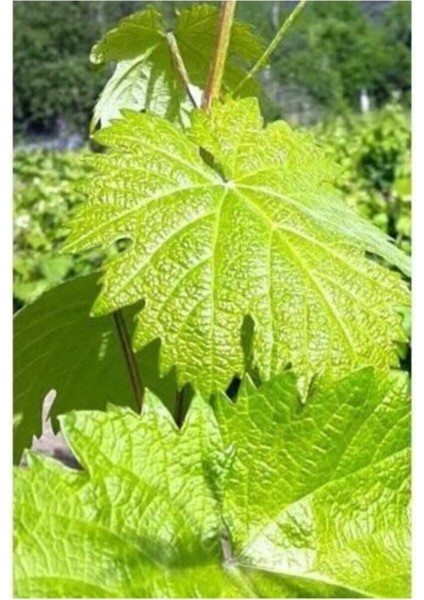 Tüplü Yapraklık Sarmalık Gölgelik Bağ Asma Fidanı