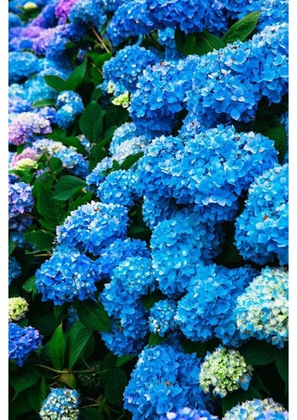 Canlı Ortanca Çiçeği Fidanı- Aşılı Tüplü Koyu Mavi