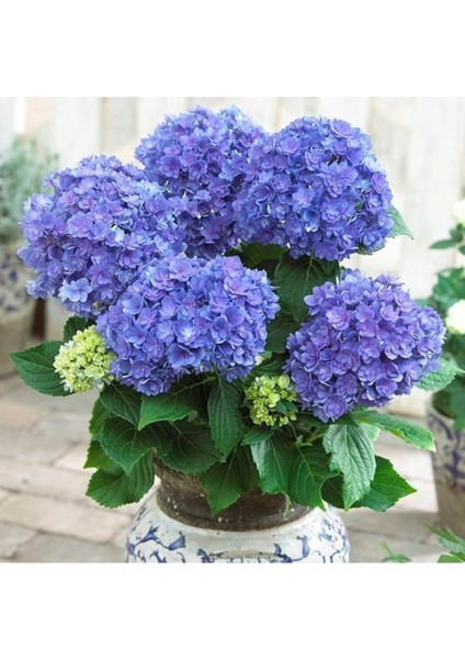 Canlı Ortanca Çiçeği Fidanı- Aşılı Tüplü Koyu Mavi fiyatları