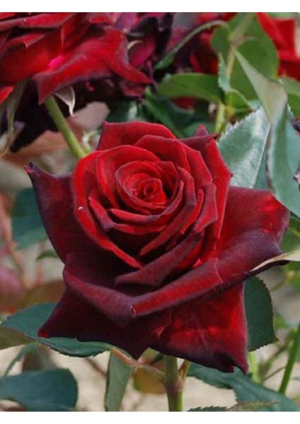 10 Adet Gül Fidanı Bordo Tüplü Kokuku Yediveren