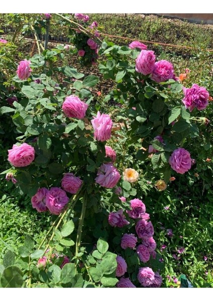 10 Adet Gül Fidanı Bordo Tüplü Kokuku Yediveren modelleri