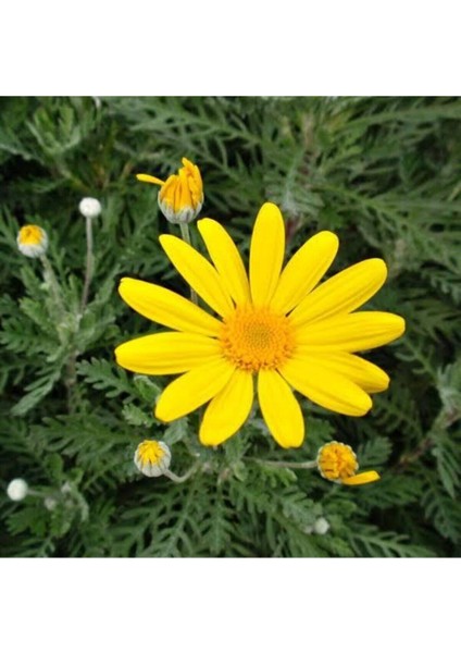 Videolu Çalı Papatyası Sarı Renkli (25 30 Cm)2 Adet Saksılı Canlı Bitki Europs Calendula Officinalis modelleri