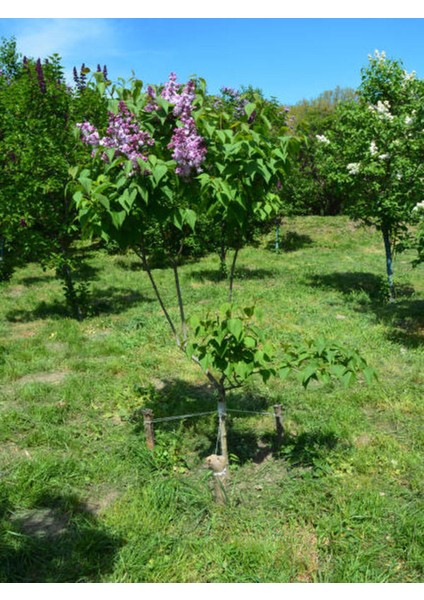 Videolu Mor Renkli Leylak Fidani (50 -60 Cm) 1 Adet Tüplü/saksılı Dış Mekan Bitkisi Syringa fiyatları