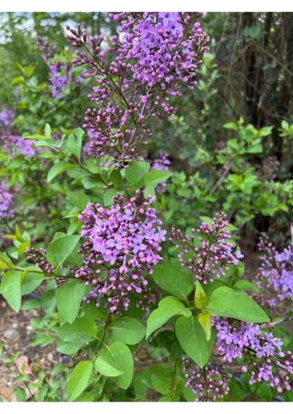 Videolu Mor Renkli Leylak Fidani (50 -60 Cm) 1 Adet Tüplü/saksılı Dış Mekan Bitkisi Syringa fırsatları