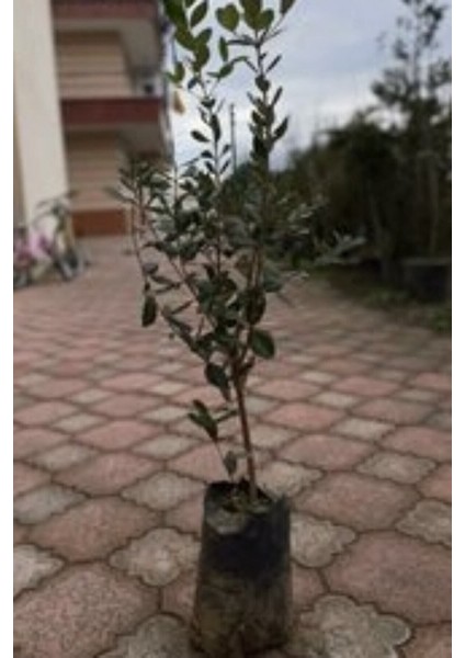 Videolu Mor Renkli Leylak Fidani (50 -60 Cm) 1 Adet Tüplü/saksılı Dış Mekan Bitkisi Syringa indirimleri