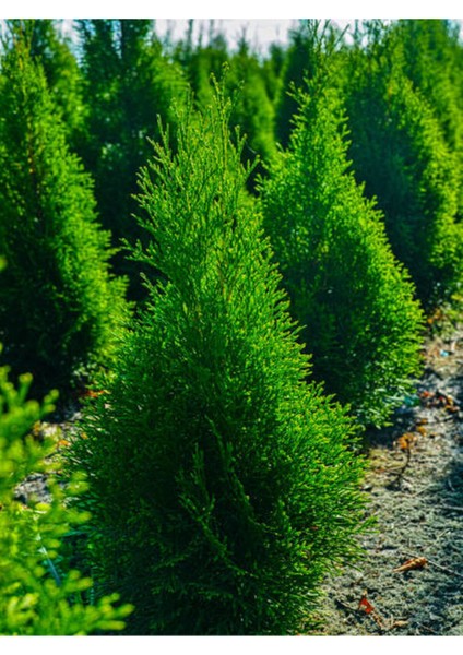 Videolu Melez Servi Fidanı (30-40 Cm) 1 Adet Saksıda Dış Mekan Bitkisi Cupressocyparis Leylandii