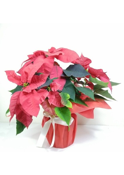 Videolu 1 Adet Atatürk Çiçeği Ofis/salon Bitkisi 40-60 cm Saksılı Iç Mekan Bitkileri Poinsettia modelleri