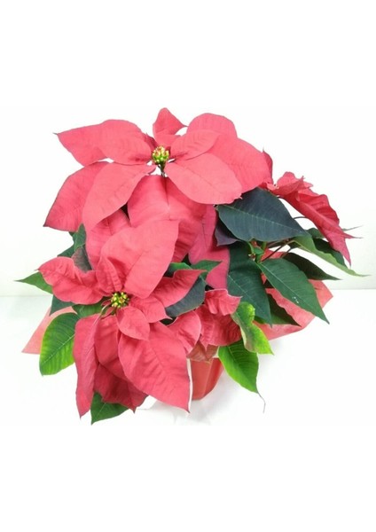 Videolu 1 Adet Atatürk Çiçeği Ofis/salon Bitkisi 40-60 cm Saksılı Iç Mekan Bitkileri Poinsettia fırsatları