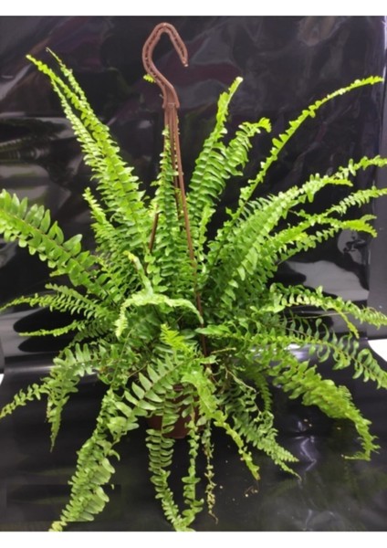 Aşk Merdiveni-Fujer