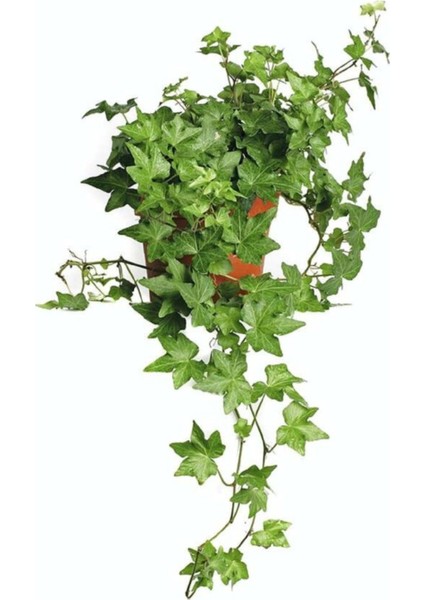 Hedera Helix Sarmaşığı Saksı Ofis Bitkisi Ev Bitkisi Salon Bitkisi Balkon Bitkisi 8,5 Cm.