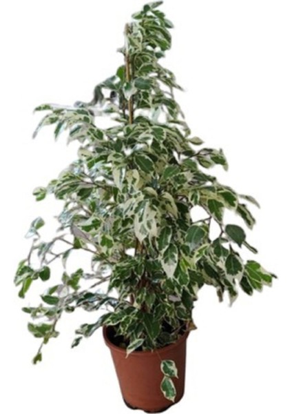 Benjamin Bitkisi 105 cm Benjamin Ficus Starlight Ev Bitkisi Ofis Bitkisi Salon Bitkisi