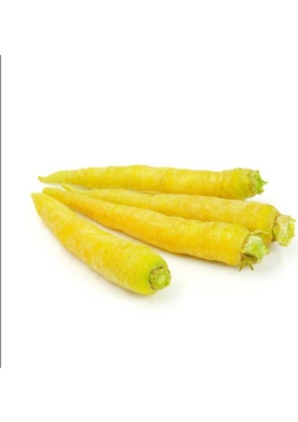 Nadir Ithal Sarı Havuç Tohumu 10 Adet Tohum fiyatları