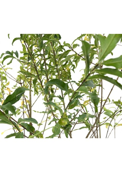 Nar Fidanı Pınarbaşı 2-3 Yaş 80 cm Bol Verimli Soğuğa Dayanıklı fiyatları