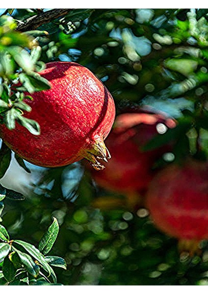 Nar Fidanı Pınarbaşı 2-3 Yaş 80 cm Bol Verimli Soğuğa Dayanıklı modelleri